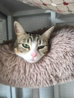 Matou tranquille à la maison Pet Sitter