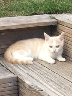 Monsieur l humain garde à domicile Chat