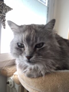 Minou reste à la maison même pendant vos vacances
