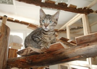 Chat perché garderie féline Casson