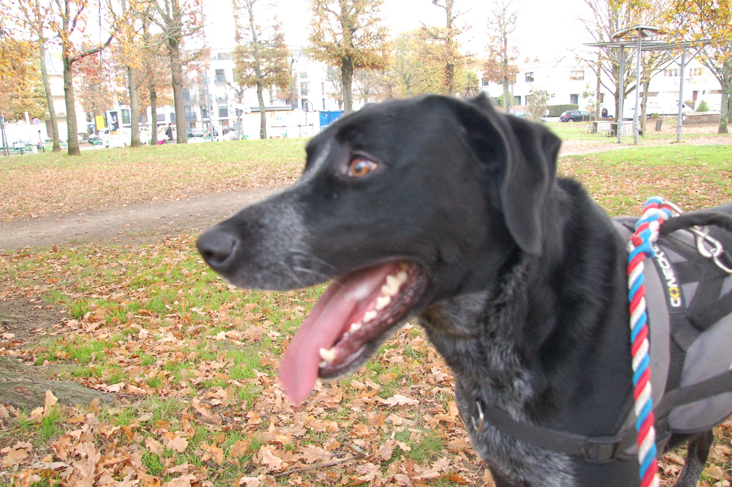 Balade canine 00001 Ouzo