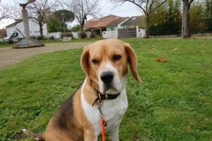 Balade canine Nantes 00004 Oscar balade canine Pays de Loire