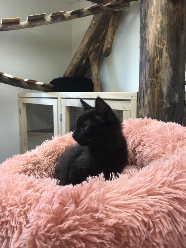 Adopter un chat à Nantes