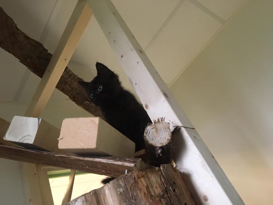 Un chat grimpeur en pension famille d'accueil