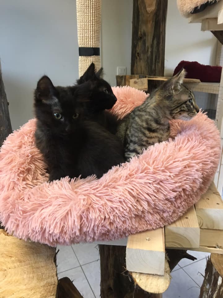 Pachat Famille accueil Adopter matou à Nantes
