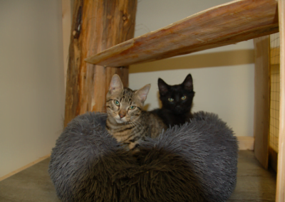 Quandon vit comme un pachat