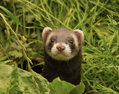 alimentation-FURET Nourriture pour furet