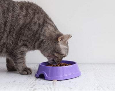 alimentation-chat Nourriture pour chat