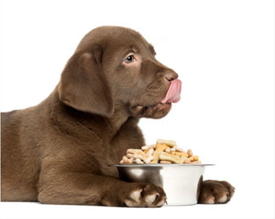 alimentation-chien Nourriture pour chien croquette