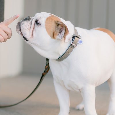 Conseil pour une balade de chien facile sur le département Loire Atlantique