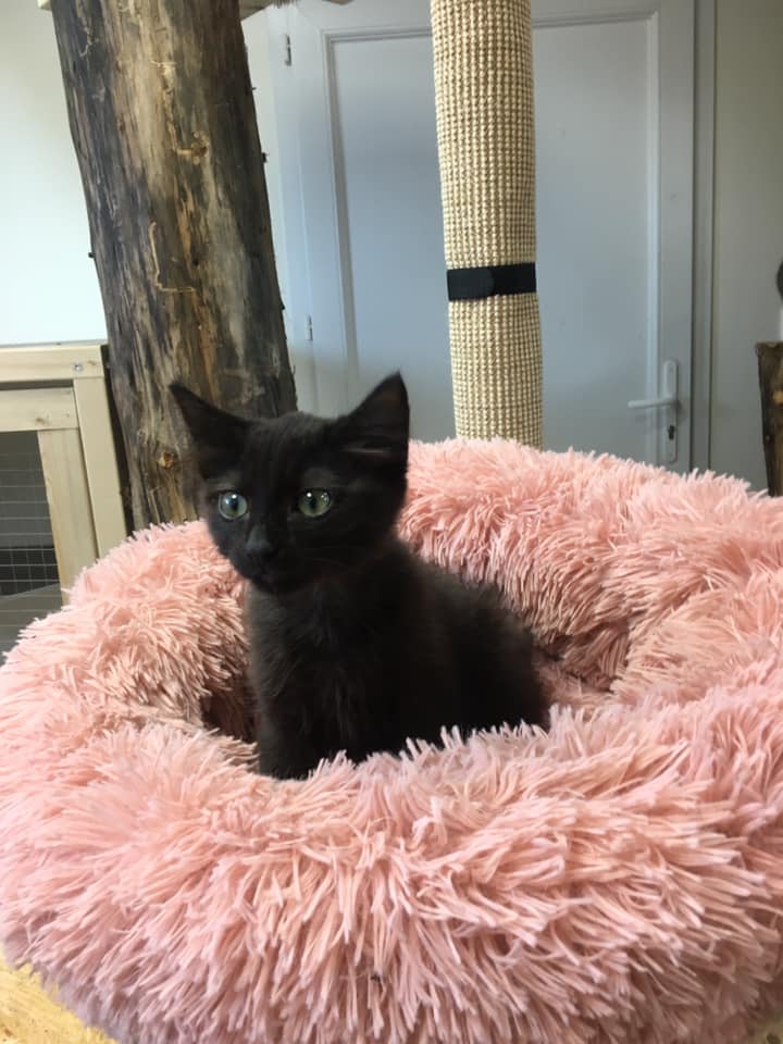Un petit pachat cherche famille à Nantes