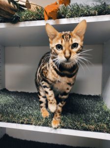 Almaz chat du Bengale 