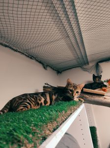 Almaz chat du Bengale avec son pote