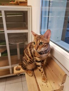 Almaz chat du Bengale 