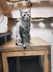 Reyna Chat race Main Coon Garde chat Casson proche de Nantes