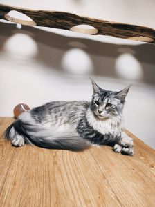 Reyna Chat race Main Coon Garde chat Casson Loire Atlantique