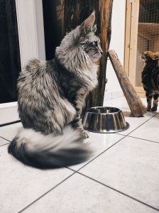 Reyna Chat race Main Coon Garde chat Casson département 44
