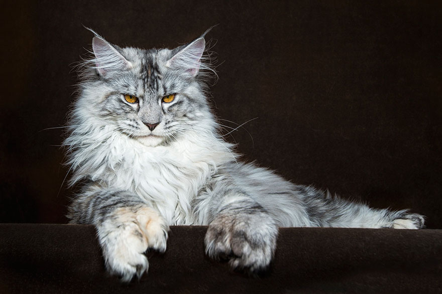 Hotel pour chat Casson département 44 